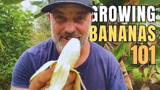 Bananas About Growing Bananas