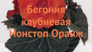 Бегония вечноцветущая Оранж  вечноцветущая бегония Оранж обзор: как сажать, семена бегонии Оранж