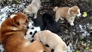 Alabai puppies