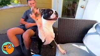 Giant Boston Terrier Makes Lady Laugh Out Loud | Cuddle Buddies