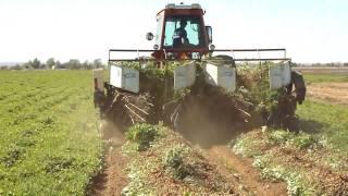 Peanut Harvesting in Southwest Oklahoma