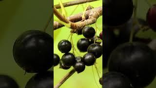 Обрезка черной смородины. Какие ветки обрезать? #садоводство #смородина #чернаясмородина