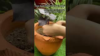 Easy way to grow Sweet Potato Vine from Cuttings with update #shorts #gardening
