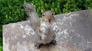 Squirrel uses her cuteness to get what she wants