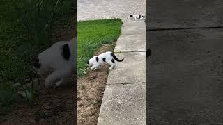 One lazy, one active