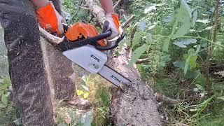 Chainsaw Stihl MS180 CUTTING TREES #stihl