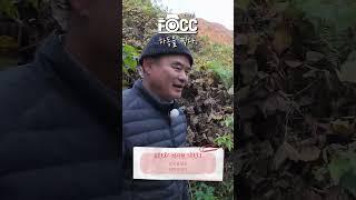 강아지랑 랜선 산책할 사람 여기여기 붙어라 #하동 #강아지