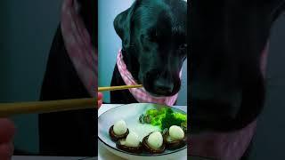 black dogs eat mushrooms and boiled quail eggs #pets #petfood #dogfood