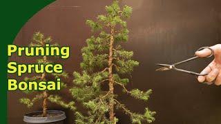 How to prune Spruce bonsai in development?