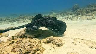 Huge Stingray