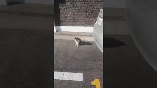 대답하는 길냥이^^