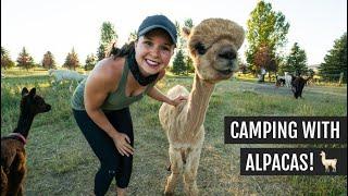 Camping at an Alpaca Farm in Montana (Feeding Alpacas + seeing a newborn!)