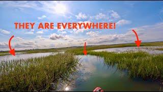 Tailing Redfish on the Chesapeake Bay - Shallow Inshore Marsh Fishing