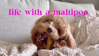 Life with a Maltipoo  Weekend vlog 