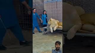 #lion  #tiger #bigcat ️niad #animals  #funny #automobile #ekmotahathighumechala 