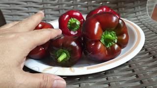 Purple Bell Peppers - Russian Heirloom Variety (Free Seeds)