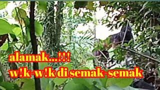 DUA PEMUDA TERKEJUT MELIHAT MANTE DAN MAKHLUK BUNIAN W!K-W!K DI SEMAK-SEMAK