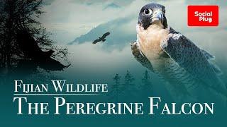 Fijian Wildlife - The Peregrine Falcon