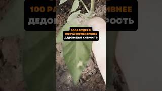 Зола будет в 100 раз эффективнее.Дедовская хитрость#дача#сад