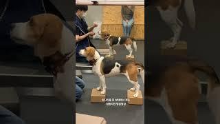 #독피트니스 #독핏 #강아지운동 #강아지코어운동 #강아지뒷다리운동