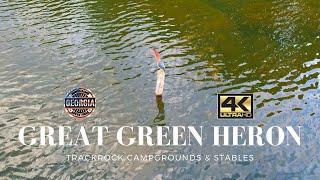 Great Green Heron - Trackrock Campground & Stables ~ Drone Footage 4K