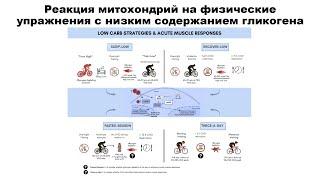 Реакция митохондрий на физические упражнения с низким содержанием гликогена