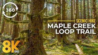 8K Maple Creek Loop Trail - 360˚ Virtual Scenic Hike in Autumn Forest - Fall Colors & Nature Sounds