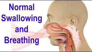 Normal Swallowing and Breathing Animation