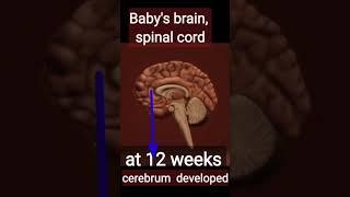 Baby's brain and Spinal cord development.#fyp#viral#trending#shorts#foryou#baby