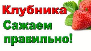 КАК ПРАВИЛЬНО ПОСАДИТЬ КЛУБНИКУ. СЕНТЯБРЬ. ПОДРОБНО ДЛЯ НАЧИНАЮЩИХ.