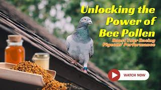 Boost Your Racing Pigeons Performance | Bee Pollen