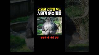 의외로 인간을 죽인 사례가 없는 동물
