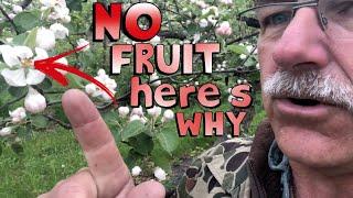 4 Reasons Why Your Fruit Tree is Not Producing Fruit