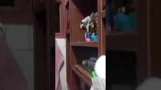 Cat caught spying through bathroom window in Santa Cruz de la Sierra, Bolivia