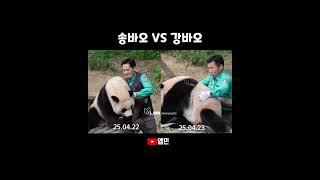 송바오 VS 강바오 (송바오님 완패)