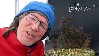 Pruning Little Cedars for a Future Forest, The Bonsai Zone, Feb 2025