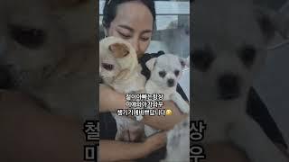 얼마전구조된철이네가족-꽁냥꽁냥-사랑이넘치는철이네가족모습에-세아이의행복한견생을-진심으로기도합니다#성주보호소#유기견#유기견입양#포인핸드#유기견구조#사지말고입양하세요#입양은사랑입니다