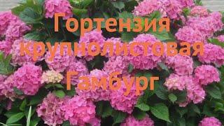 Гортензия крупнолистовая Гамбург (hydrangea)  Гамбург обзор: как сажать, саженцы гортензии Гамбург