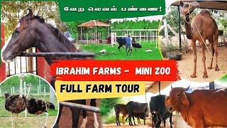 Ibrahim Farms _  Macaw, Ostrich, horse farm and More New livestock Updates  | farming & agriculture