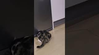 우연히 찾은 빵끈을 꺼내겠다는 굳은 의지의 똥빵댕이 #cat #funny #pet #