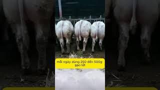 Mẹo Vỗ Béo Co Bò Làm Thế Nào Để Bò Lớn Nhanh Tăng Trọng Tốt #nongtrai #agriviet #nuoibovobeo