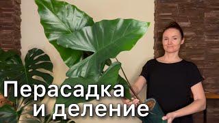 Размножение гигантской АЛОКАЗИИ СУМО. Пристволовые детки. Укоренение в воде. Alocasia Sumo