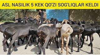 ASL 5 KEK NASILDOR SOG'LIQ QO'ZILAR KELDI SHOSHILAMIZ