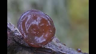 Exidia recisa