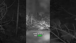 Unlock Big Blacktail Bucks: Expert Tips on Finding Trophy Deer