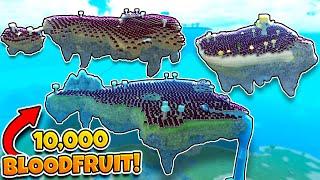 [NEW WORLD RECORD] LARGEST SKY ISLAND BLOODFRUIT FARM! (Roblox Booga Booga)