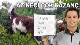 5 keçi kaç para kazandırır?