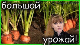 Как получить Большой Урожай МОРКОВИ!!!