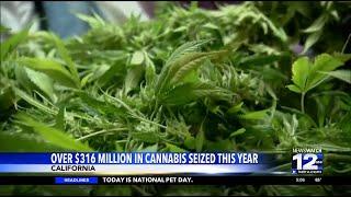 Over $316m worth of cannabis seized in California this year