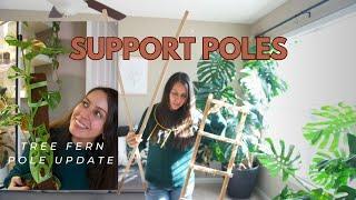 You don't want to deal with moss poles? Here's some alternatives AND Tree fern pole update!